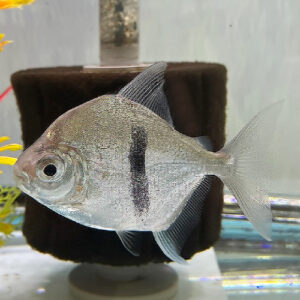 Blue Hook Silver Dollar (Myloplus cf. schomburgkii)