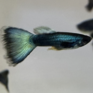 Blue Moscow Male Guppy