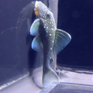 Blue Phantom Pleco - (Hypancistrus sp. L128)