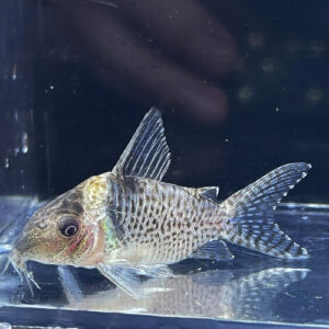Blue Spotted Cory (Corydoras melanistus)<br >