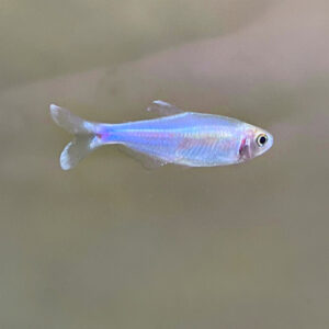 Blue Tetra (Boehlkea fredcochui)