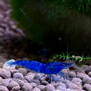 Blue Velvet Shrimp