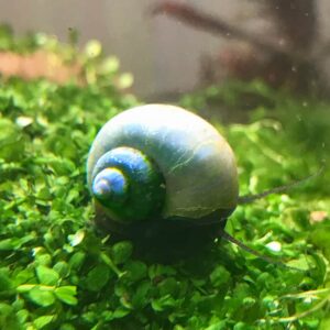 Blue Mystery Snail (Pomacea bridgesii)