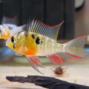 Bolivian Rams