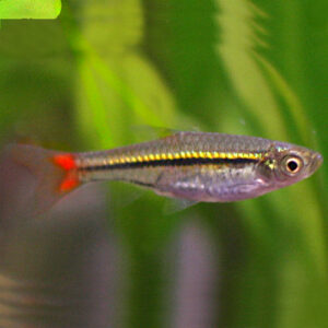 Brilliant Rasbora (Rasbora einthovenii)