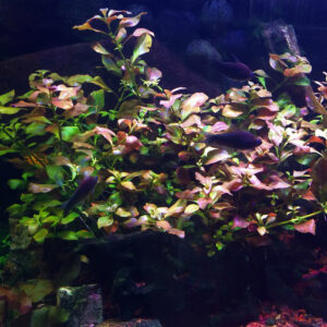 Broad Leaf Ludwigia (Ludwigia repens)<br >