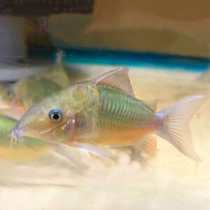 Hognosed Brochis Catfish (Brochis multiradiatus)