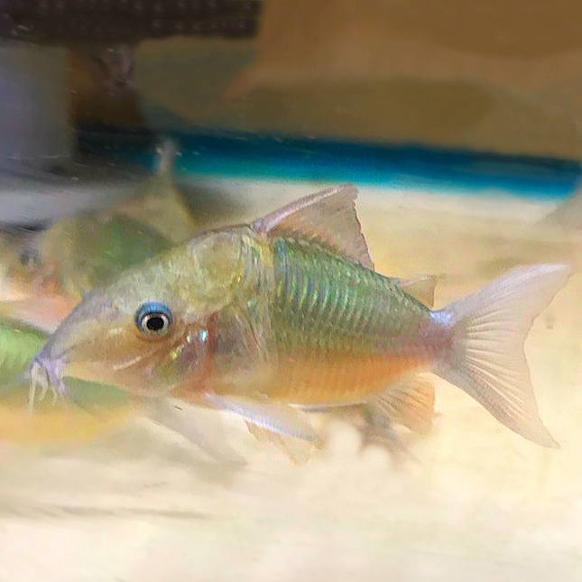 Hognosed Brochis Catfish (Brochis multiradiatus)