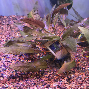Cryptocoryne Wendtii Tropica (Wendt’s Bronze Cryptocoryne)