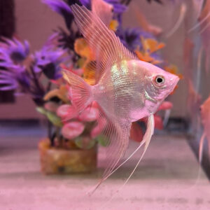 Bulgarian Golden Angelfish