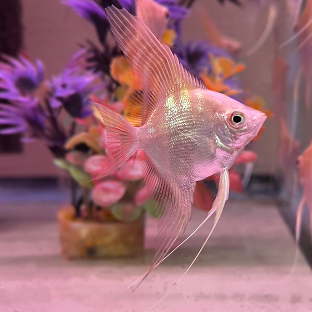 Bulgarian Golden Angelfish