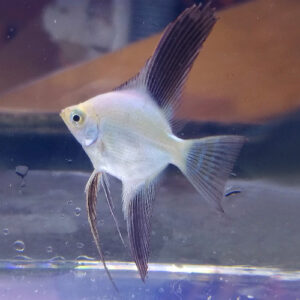 Bulgarian Green Angelfish