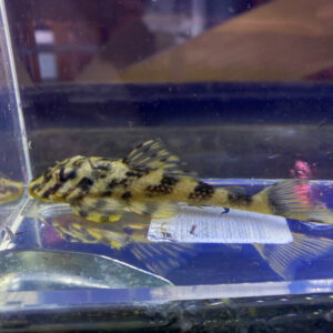 Atabapo Butterfly Pleco (L052, L168 - Dekeyseria picta) - Discus Madness