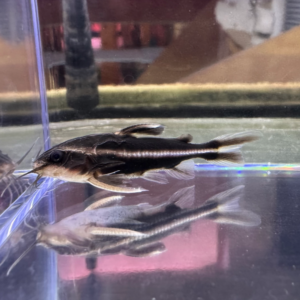 Striped Raphael Catfish (Platydoras armatulus)