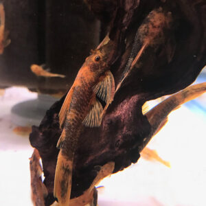 Calico Bristlenose Pleco (Ancistrus sp. 'Calico')