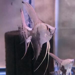 California Scalare Angelfish<br >Currently Unavailable