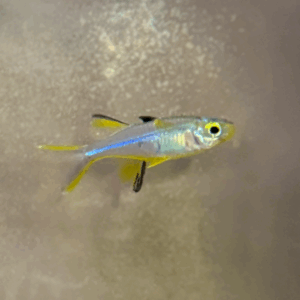 Celebes Rainbow (Marosatherina ladigesi)
