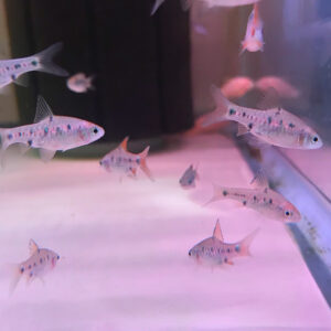 Checkered Barb (Puntius oligolepis)
