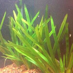 Chilensis / Broad Leaf Sagittaria (Sagittaria platyphylla)