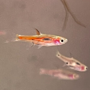 Chili Rasbora (Boraras brigittae)
