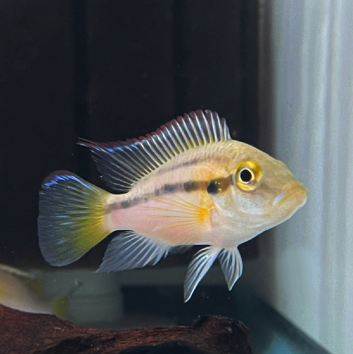 Gunther's Mouthbrooder (Chromidotilapia guntheri)<br >CURRENTLY UNAVAILABLE