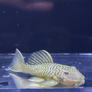 Chubby Rubber Pleco - L056 (Parancistrus aurantiacus)<br >