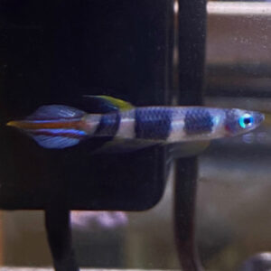 Clown / Rocket Killifish Trio (M F F) (Epiplatys annulatus)<br >Currently Unavailable