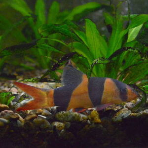 Clown Loach (Chromobotia macracanthus)<br >