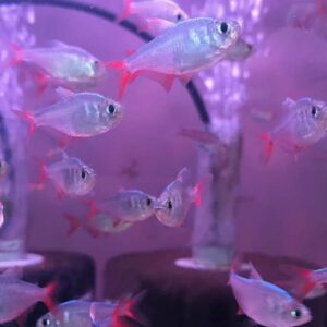 Colombian Red Fin Tetra