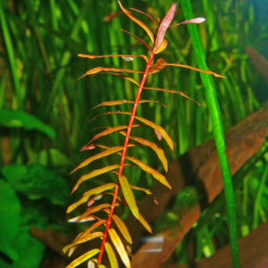 Copper Leaf Ammania (Ammannia senegalensis)
