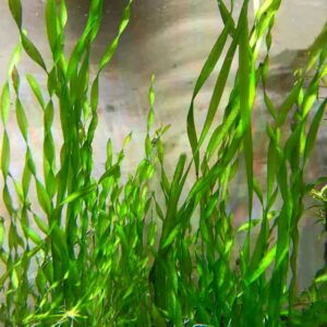 Corkscrew Val (Vallisneria Contortionist)
