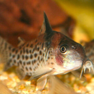 Agassizi Cory