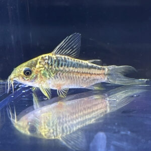Elegans Corydora<br >