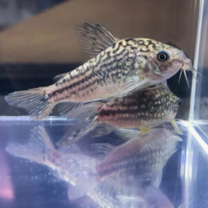 Little Corydoras - (Corydoras nanus)