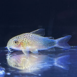 Smudge Spot Cory (Violet Cory) - Corydoras similis<br >