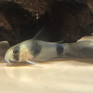 Bumblebee Cory (Corydora Tukano)