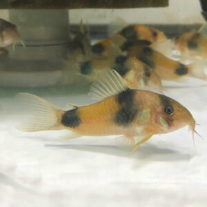 Two saddle corydoras (Weitzmani Corydora)