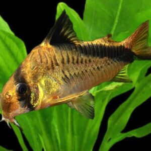 False Bandit Cory (Melini Corydora)<br >