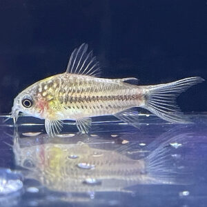 Rio Napo Corydoras - (Corydoras napoensis)