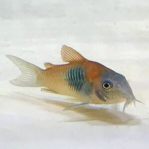 Orange Venezuelan Corydora (corydoras venezuelanus)