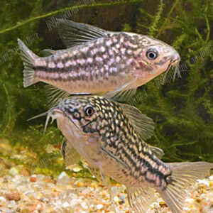 Corydoras