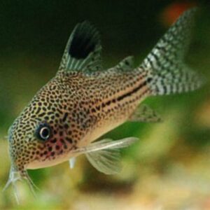 False Julii Cory (C. trilineatus)