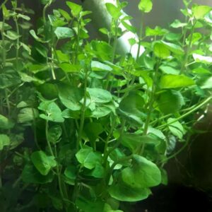 Creeping Charlie (Micromeria Brownei)<br >CURRENTLY UNAVAILABLE