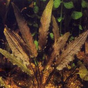 Cryptocoryne cordata var. cordata 'blassii'
