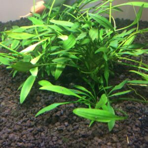 Cryptocoryne parva