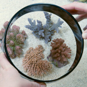 Cylindrical Scuba Viewer (For Easy Aquascaping)