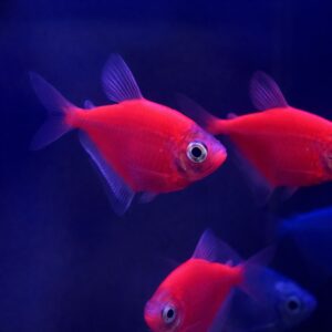 Moonrise Pink Glo-Fish Tetra (True Glo-fish)