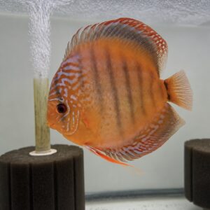 Red Alanquer <br >