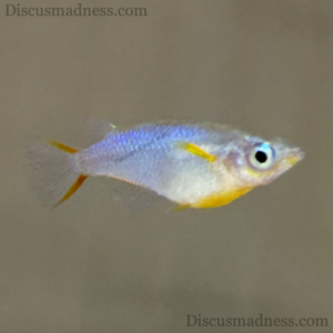 Daisy Blue Rice Fish (Oryzias woworae)