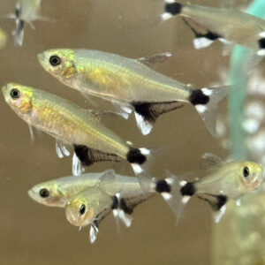 Dawn Tetra (Aphyocharax paraguayensis)